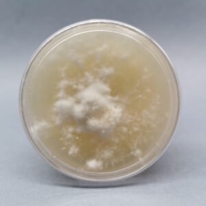 Placa Petri - Reishi