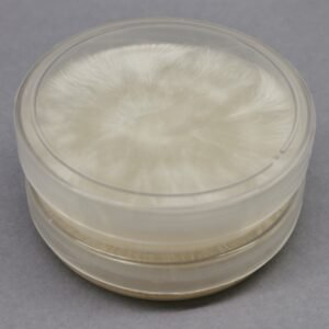 Placa Petri - P. cubensis - Exótica