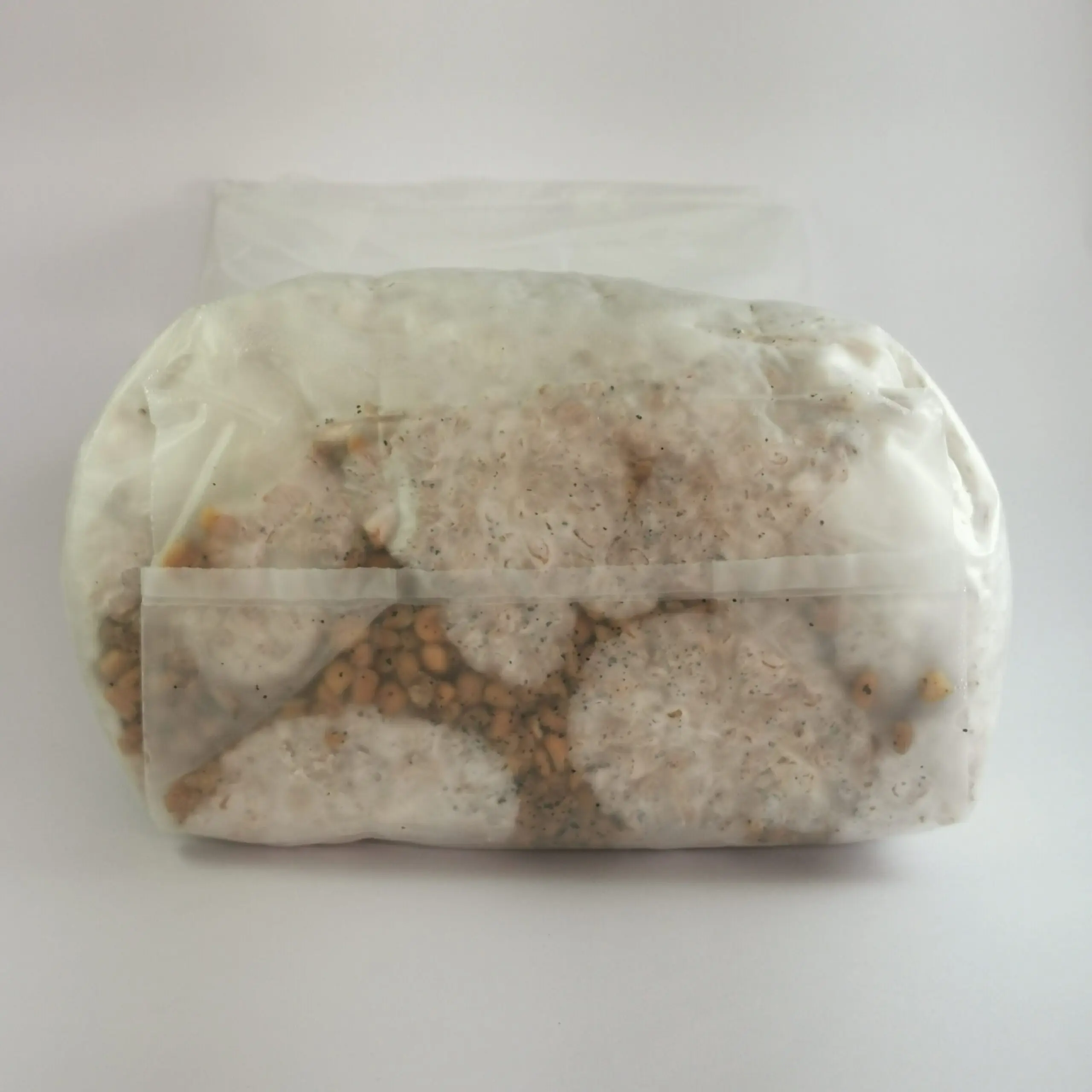 Cultura Líquida - Hericium erinaceus (Lions Mane) - Imagem 3