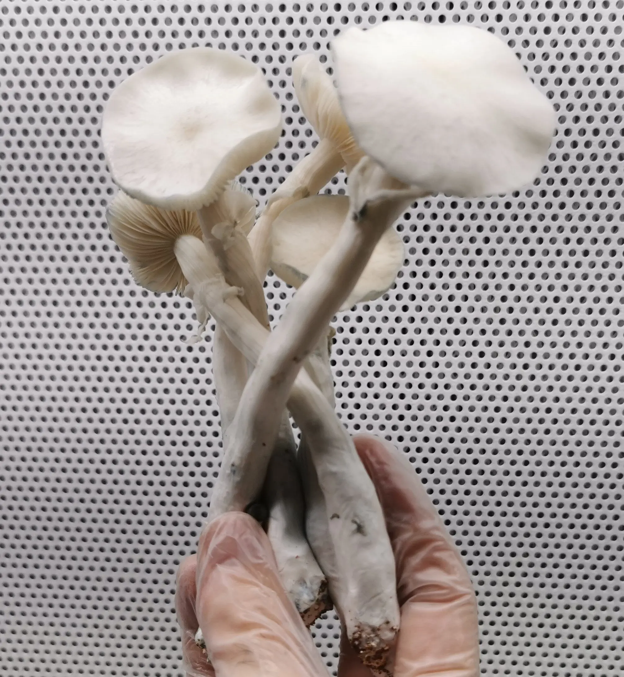 Cultura Líquida - Psilocybe cubensis TAT - Imagem 3