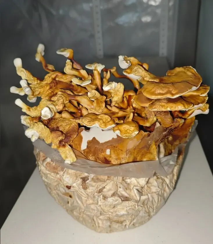 Placa Petri - Ganoderma lucidum (Reishi) - Imagem 2