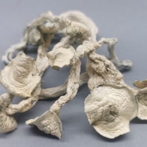 Cogumelo P. cubensis - True Albino Teacher (Pacotes de 1g)