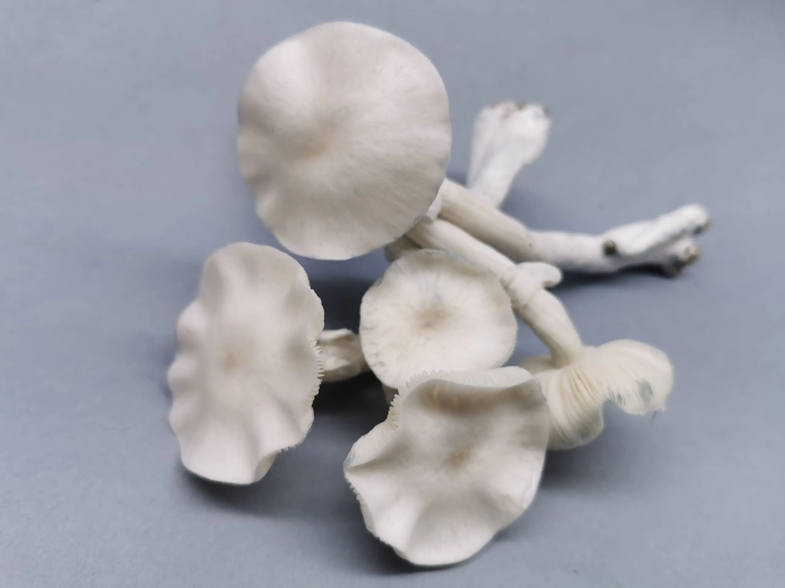 Cogumelo P. cubensis - True Albino Teacher (Pacotes de 1g) - Imagem 2