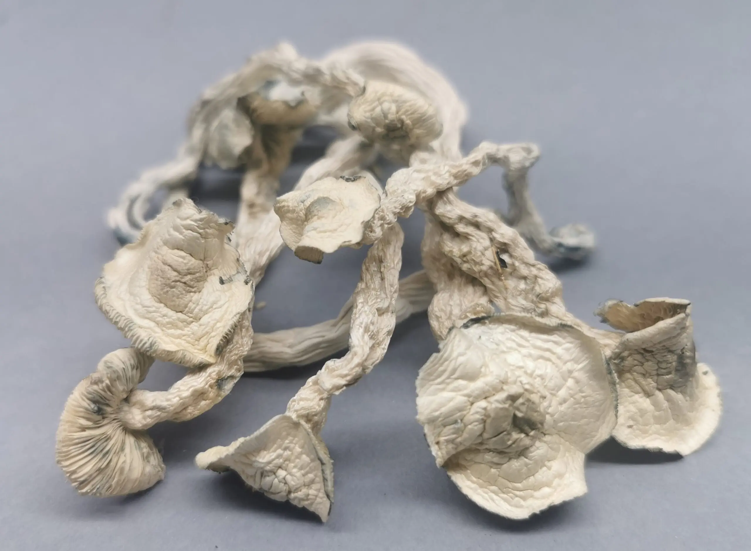 Cogumelo P. cubensis - True Albino Teacher (Pacotes de 1g) - Imagem 4