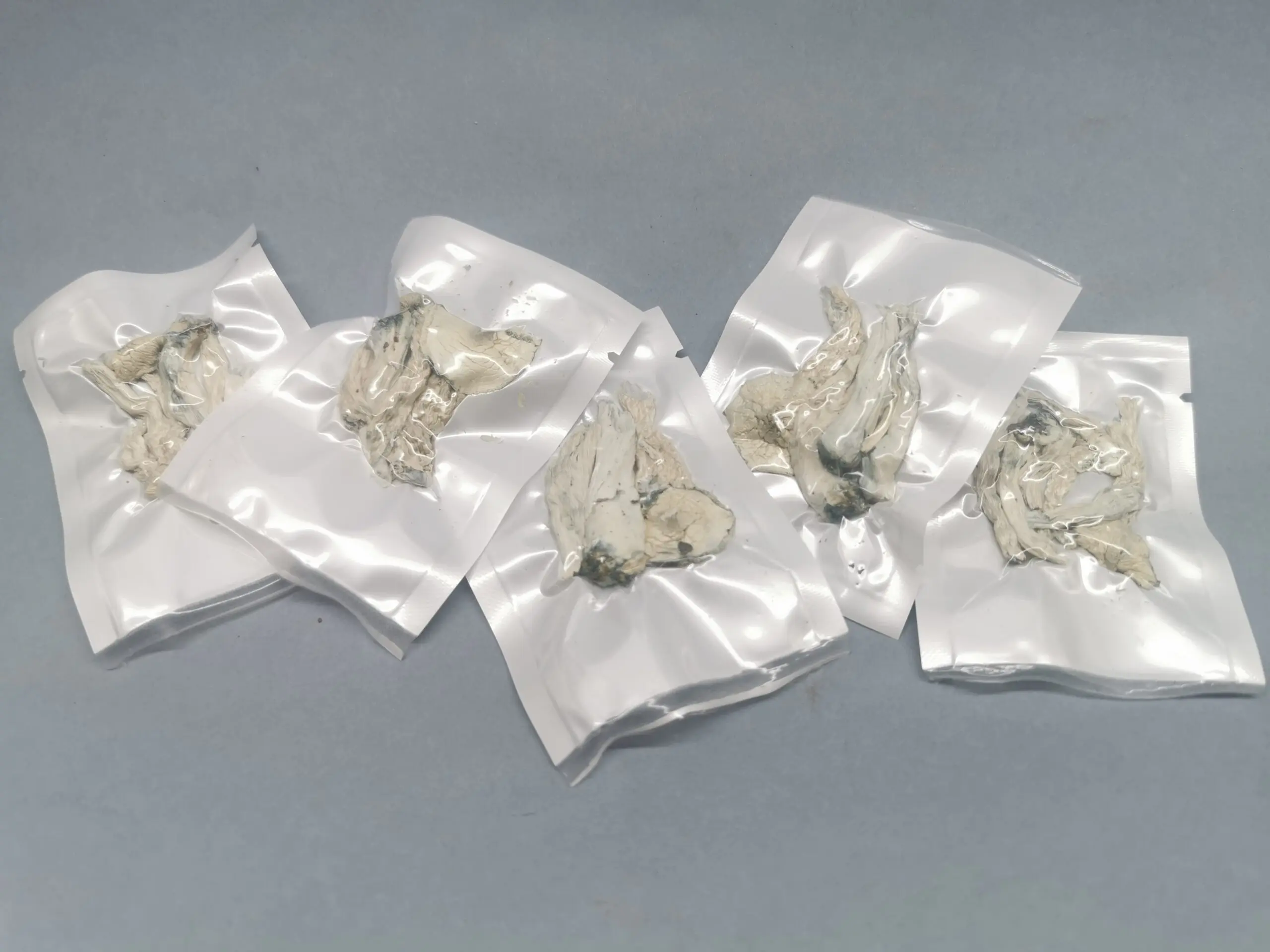 Cogumelo P. cubensis - True Albino Teacher (Pacotes de 1g) - Imagem 3