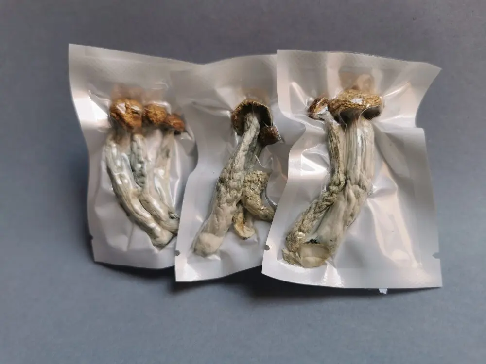Cogumelo P. cubensis - Penis envy 7 (Pacotes de 1g) - Imagem 3