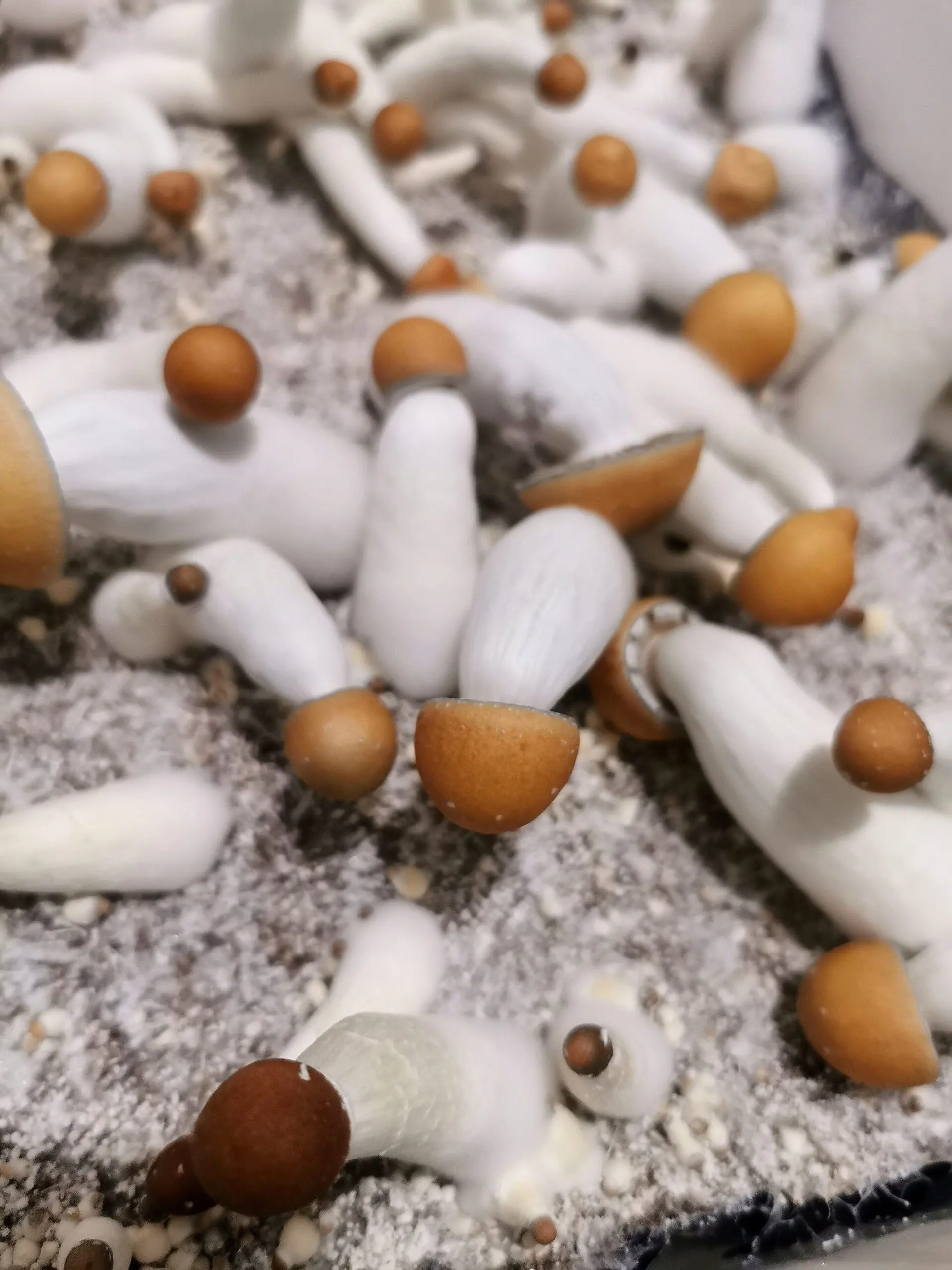 Cogumelo P. cubensis - Penis envy 7 (Pacotes de 1g) - Imagem 4