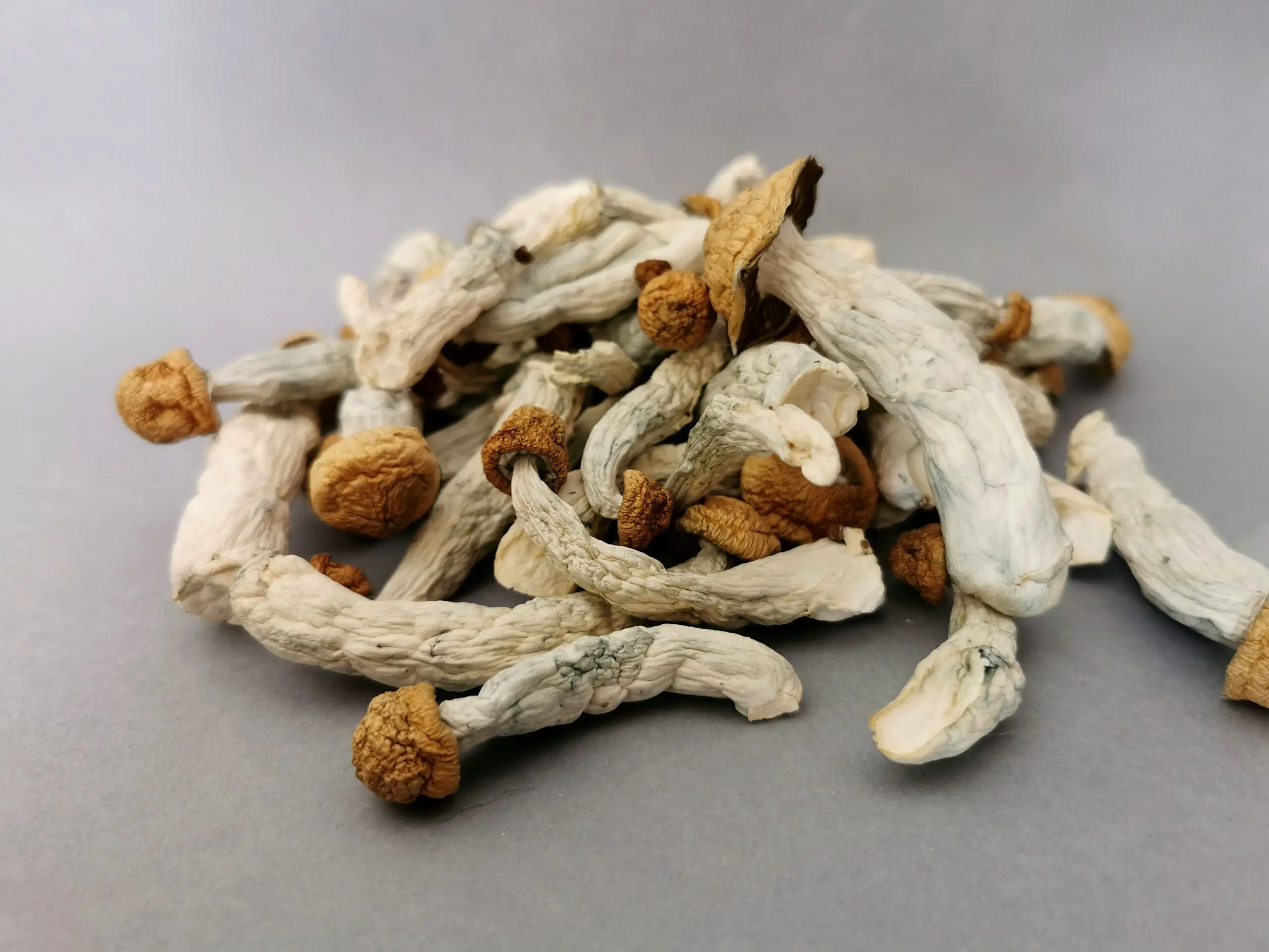 Cogumelo P. cubensis - Penis envy 7 (Pacotes de 1g) - Imagem 2