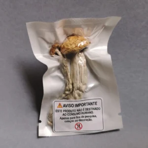 Cogumelo P. cubensis - Penis envy 7 (Pacotes de 1g)